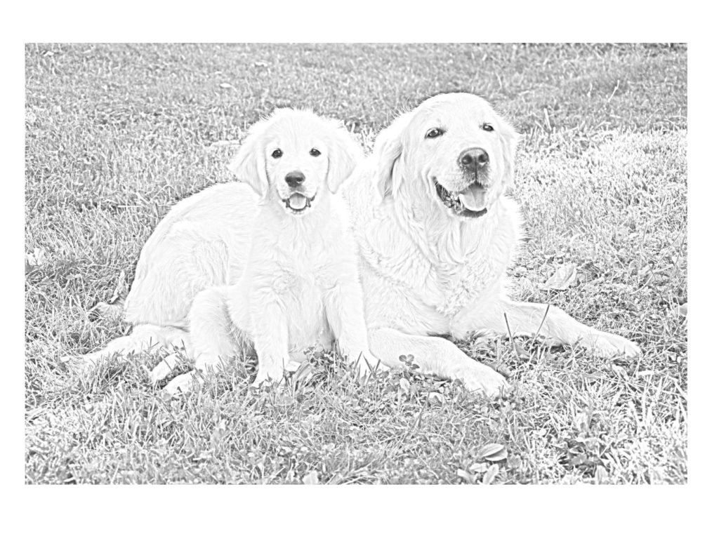 Golden Retriever Puppy Coloring Pages